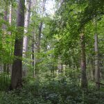 ヨーロッパ最後の秘境・世界遺産ビャウォヴィエジャの森を回る