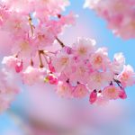日本文化交流イベント！ワルシャワの「Hanami」イベントに行ってきた