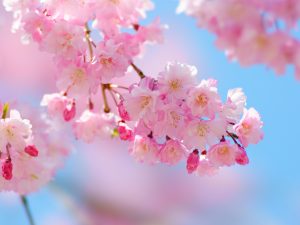 日本文化交流イベント！ワルシャワの「Hanami」イベントに行ってきた