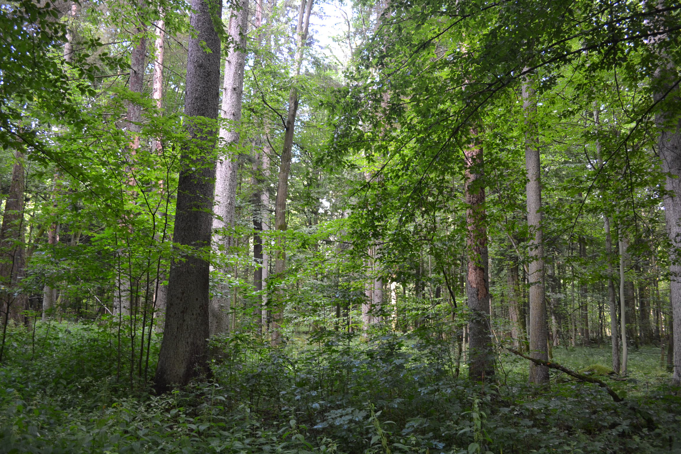 ヨーロッパ最後の秘境・世界遺産ビャウォヴィエジャの森を回る