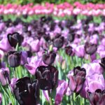 オランダ・キューケンホフ公園のチューリップの楽しみ方とアクセス方法