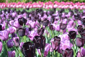 オランダ・キューケンホフ公園のチューリップの楽しみ方とアクセス方法