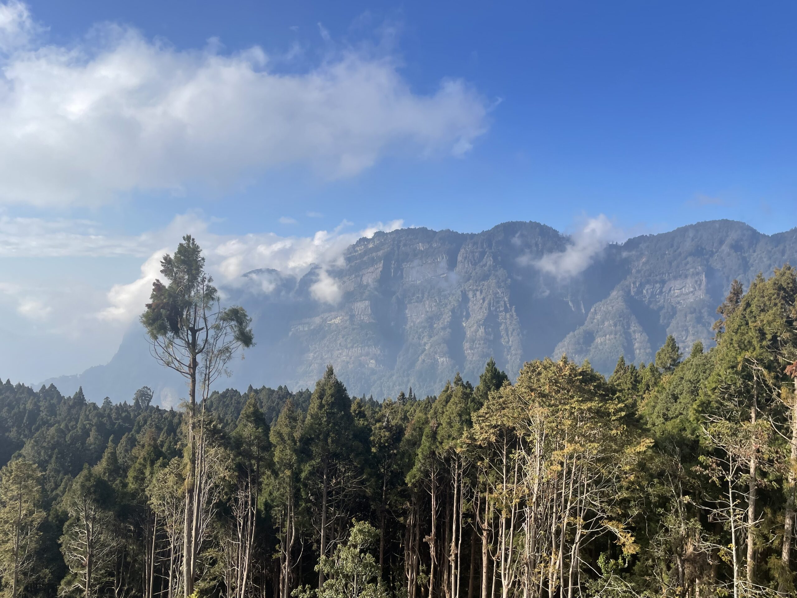 奮起湖から阿里山までの行き方|バス移動の方法・所要時間・注意点【2026年】